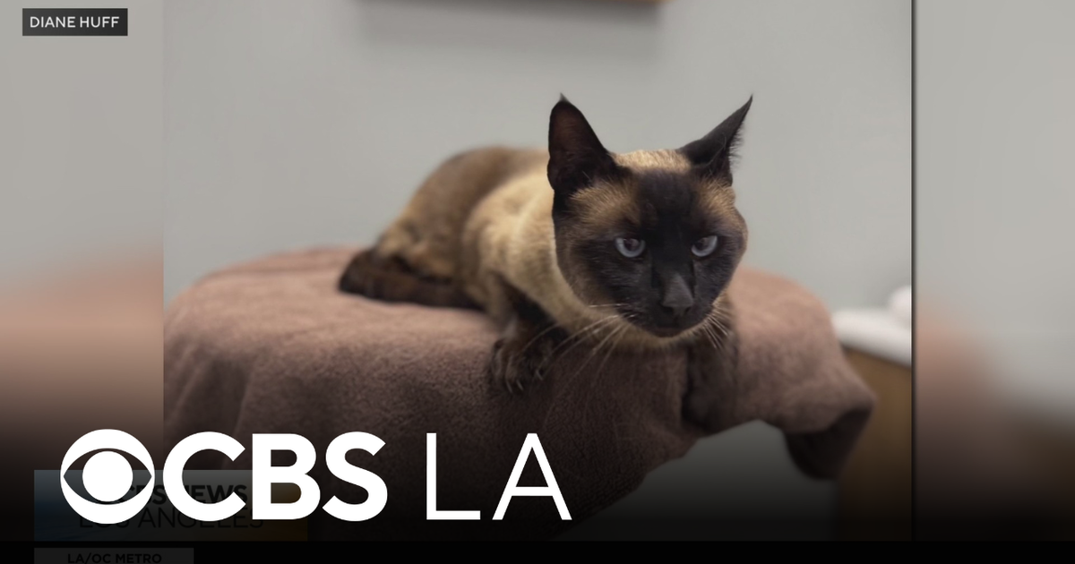 Amazon delivery driver steals Lakewood woman's cat, she says