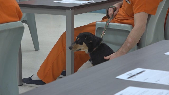 Delaware County, Pennsylvania inmates prepare for life after jail by training rescue dogs 