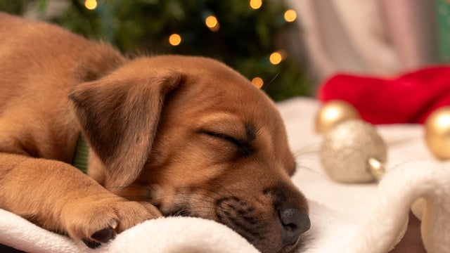Sleeping Puppy At Christmas 2 