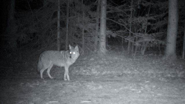 Coyote Night Prowler 
