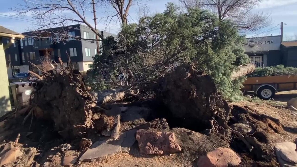 Dangerous winds damage buildings, down trees in Colorado - CBS Colorado