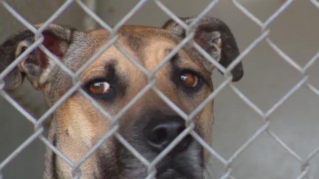 North Texas animal shelter 