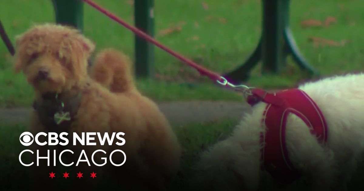 Scientists say some dogs may be on autism spectrum - CBS Chicago
