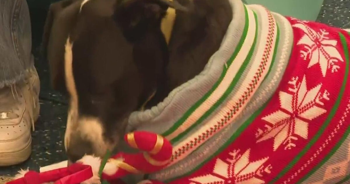 Miami-Dade shelter dog hopes for a Christmas miracle and forever home