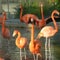 Why flamingos are returning to Florida