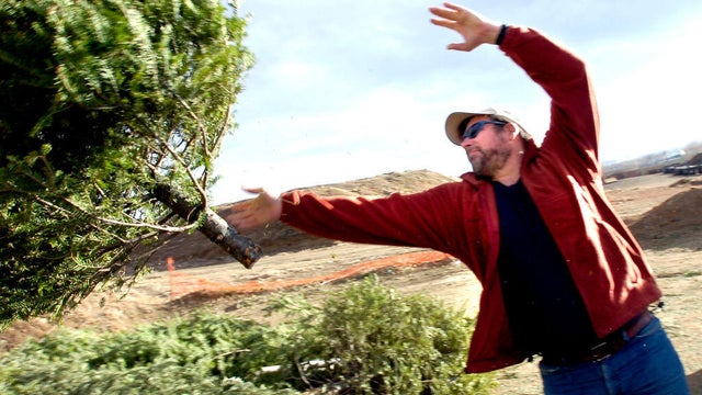 Christmas tree recycling Colorado 