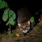 Endangered wild cat seen in Thailand for the first time in 30 years