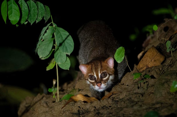 Gato de cabeça chata 