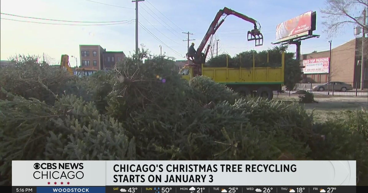 When and where to recycle live Christmas trees in Chicago