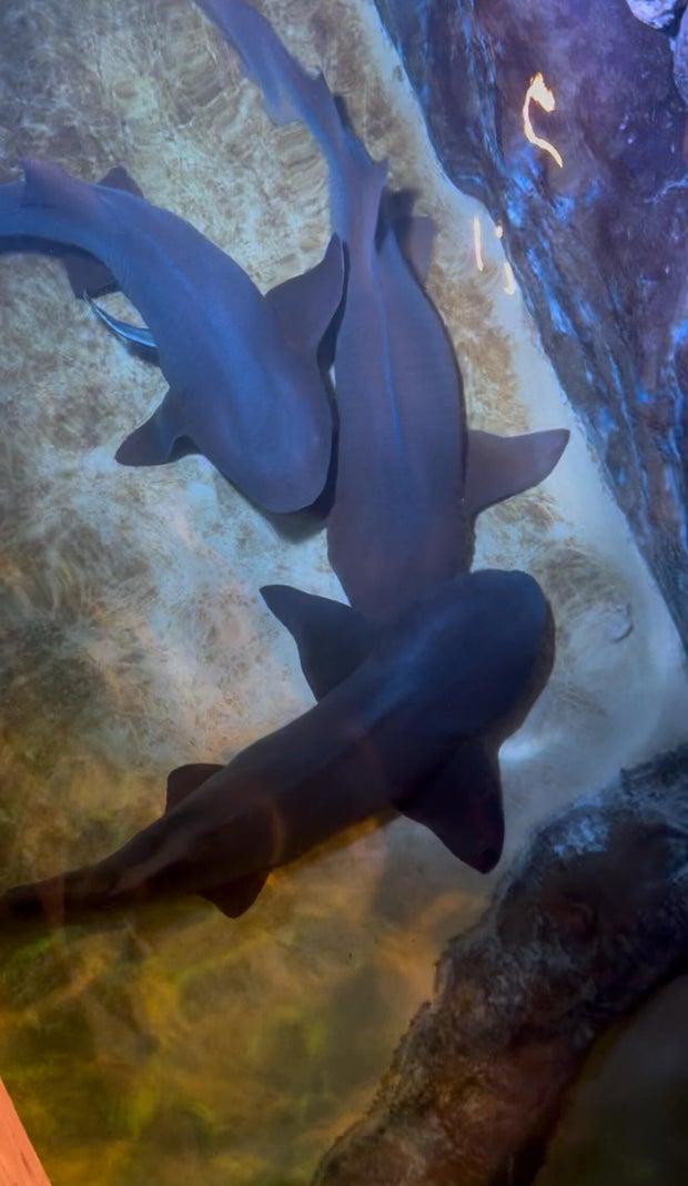 nurse shark 