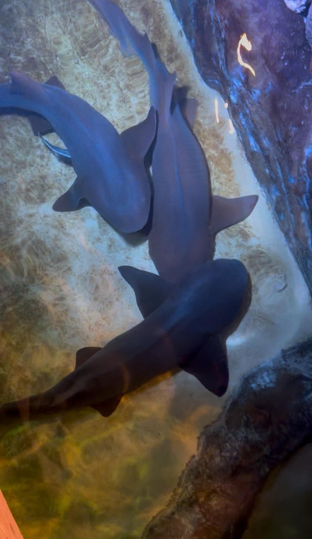 nurse shark 