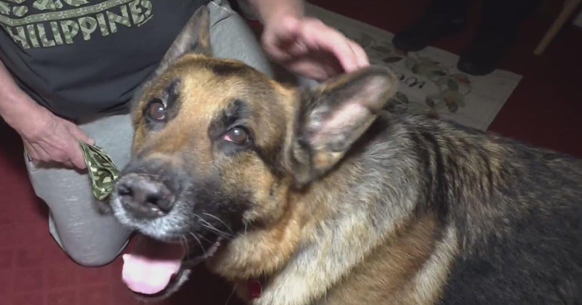 German shepherd who went missing in Pittsburgh reunited with owner