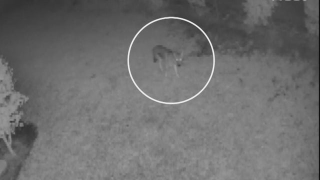 Coconut Creek coyotes 