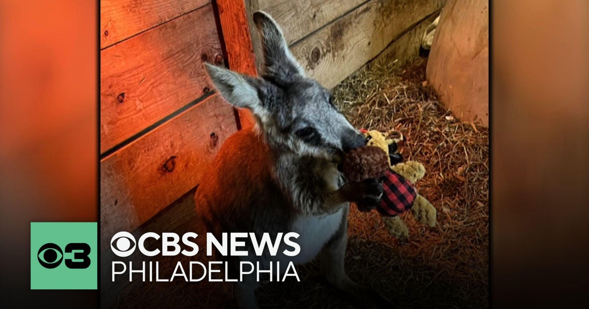 Search continues for Rex, the wallaby who escaped from a Williamstown ...