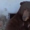 California man frustrated over efforts to remove bear living under his house