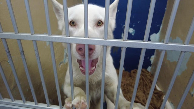 A dog in a kennel at an animal shelter 
