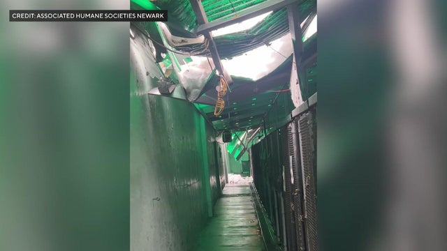 Snow breaking through the roof of a kennel