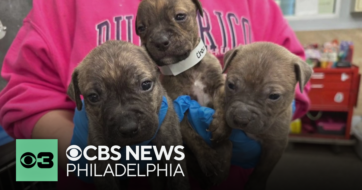 Pennsylvania SPCA caring for puppies found abandoned in parking garage the day after Christmas