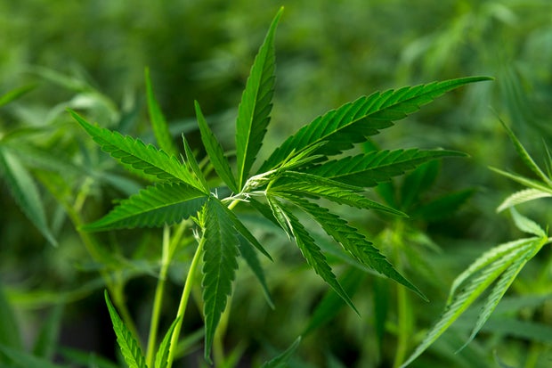 Ambary Gardens Opens Hemp Operation in Arvada 
