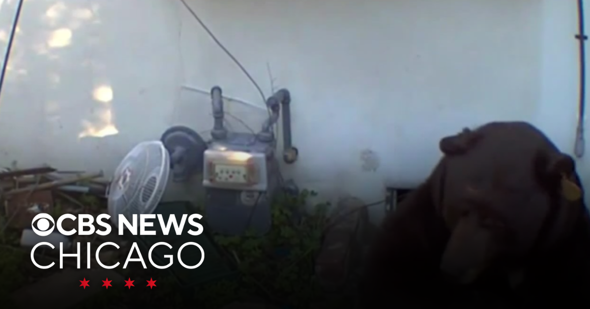 Bear won't leave man's California home after a month