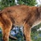 Woman killed in suspected mountain lion attack in Colorado