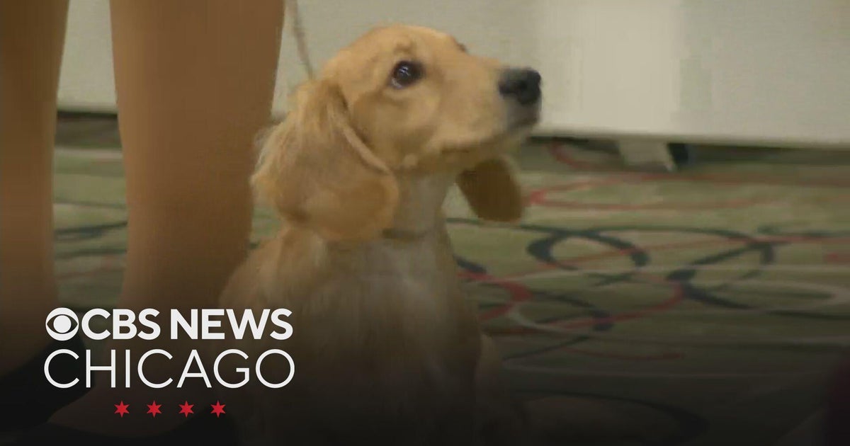 How to train your puppy CBS Chicago