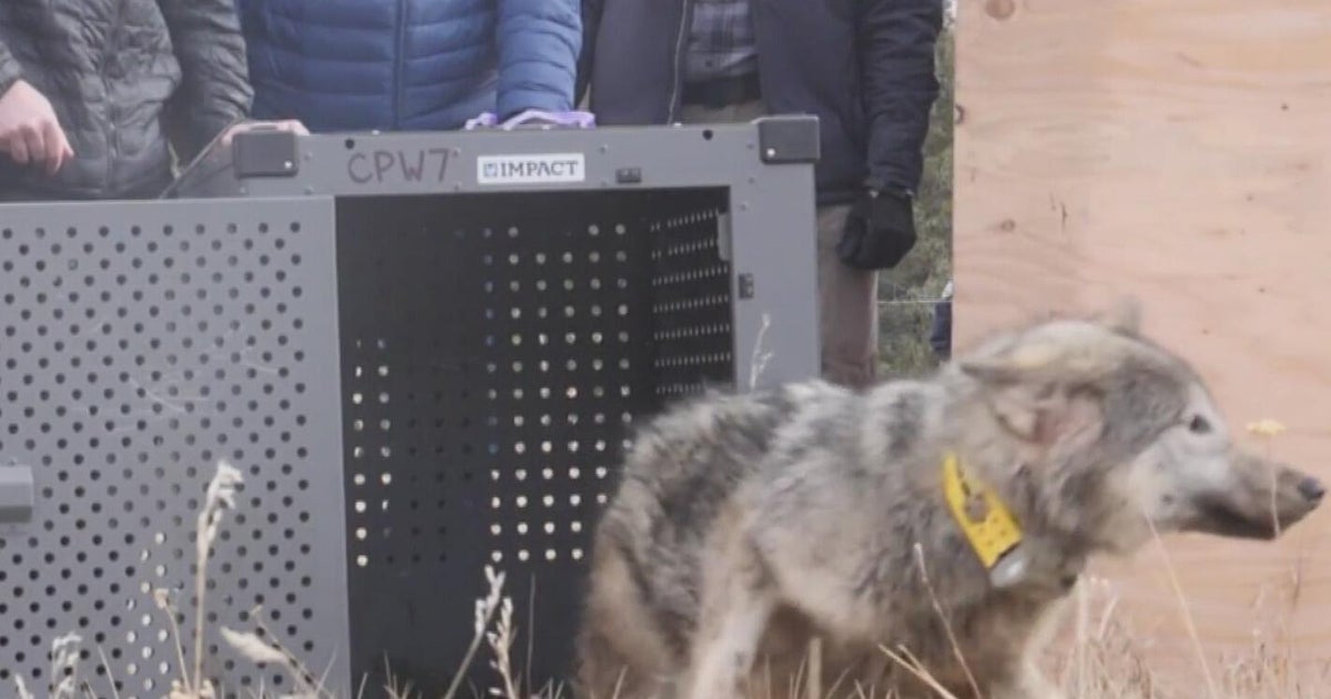 U.S. Fish and Wildlife Service asks Colorado Parks and Wildlife for wolf conservation activities