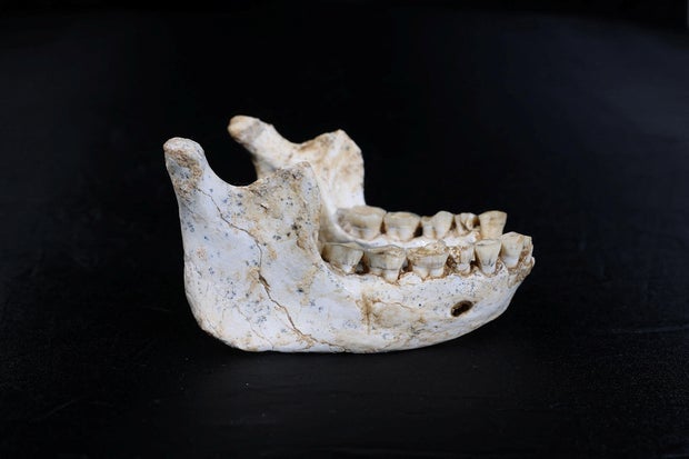 The mandible of an archaic human is pictured after being excavated at a cave called Grotte a Hominides in Casablanca