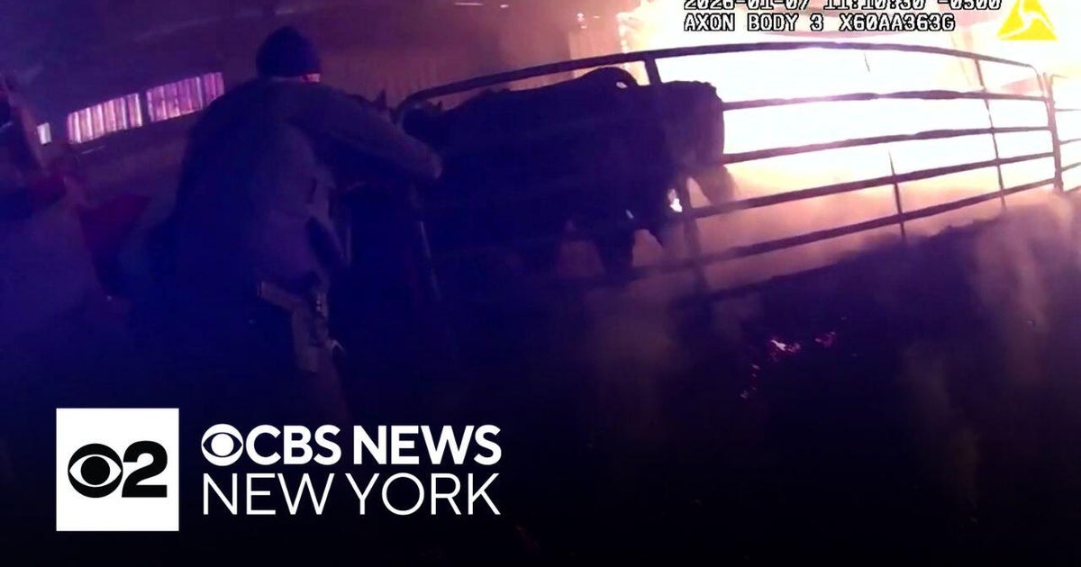Video shows officers rescue cows from barn fire in upstate N.Y. - CBS ...