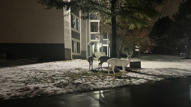 albino-deer-slider.jpg 