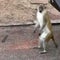 Monkeys on the loose in St. Louis, officials say they'll waive charges for info leading to capture