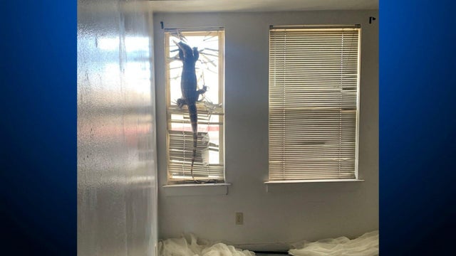 A large lizard hangs from a window's curtains 
