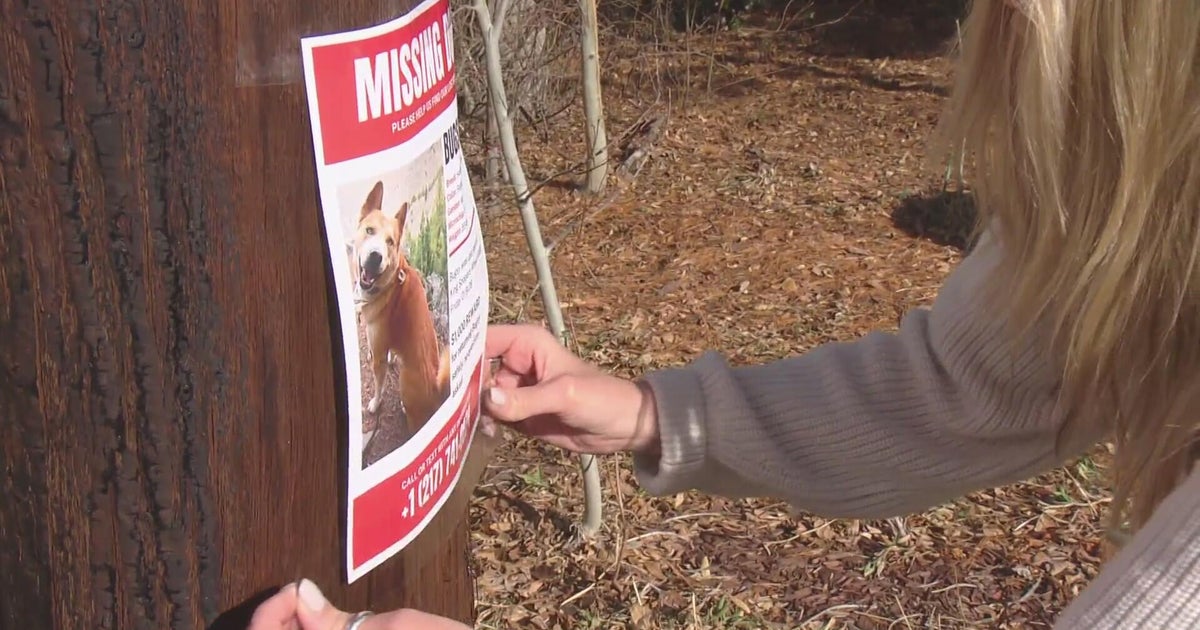 Family offers reward for return of their dog, who they believe was ...