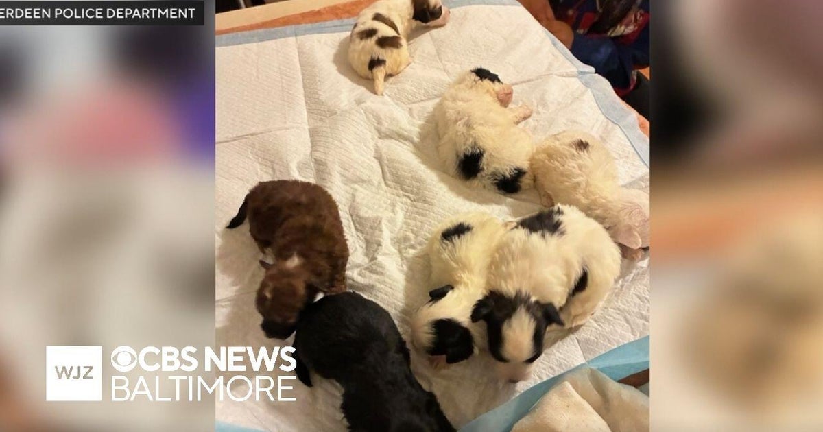 Maryland puppy thief sold dogs outside mall