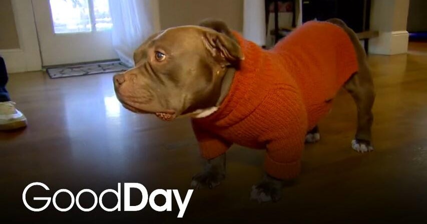 Guppy went viral and now wants to send you Valentine's Day cards for a ...