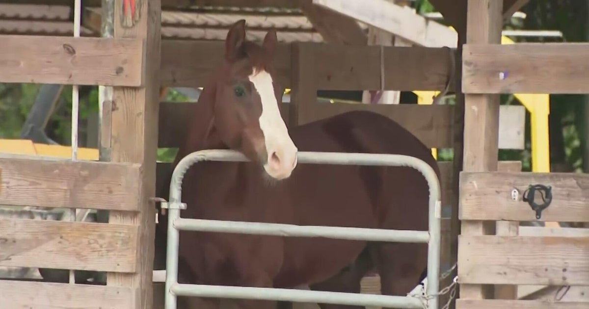 South Florida ranchers scrambling to protect animals, plants vulnerable to cold, windy weather