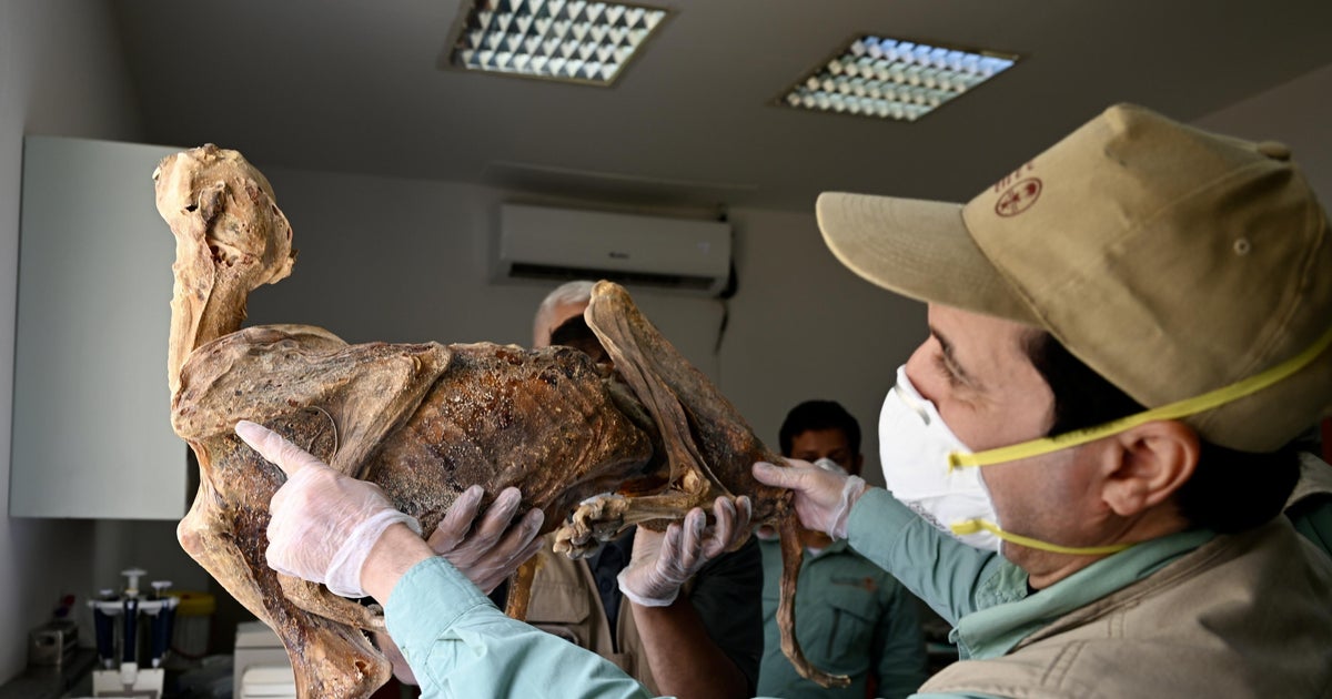 Мумифицирани гепарди, открити в пещери в Саудитска Арабия: „Нещо, което никога не съм виждал преди“
