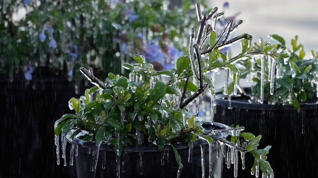 Frozen Florida Weather 