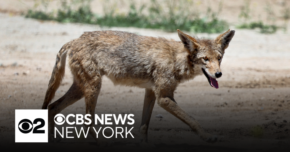 Dog missing after a potential coyote attack in New Jersey