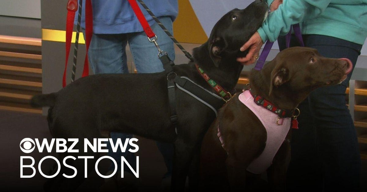 Dogs abandoned at groomer now up for adoption from Massachusetts shelter