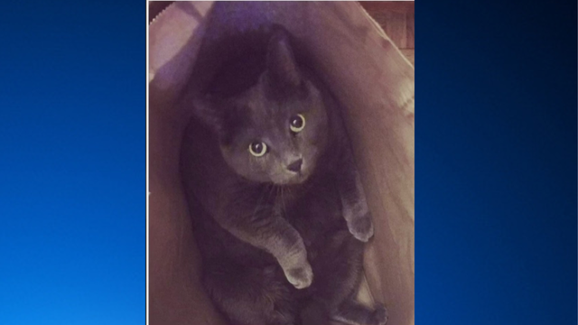 missing cat scribbles 