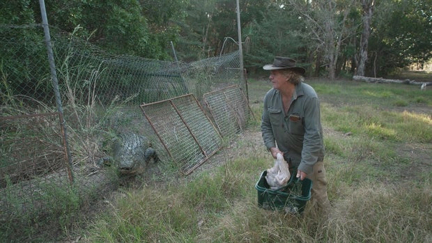 Trevor Sullivan feeding his crocodiles 