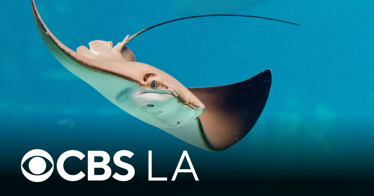 Increased stingray activity prompts warning from Huntington Beach city leaders