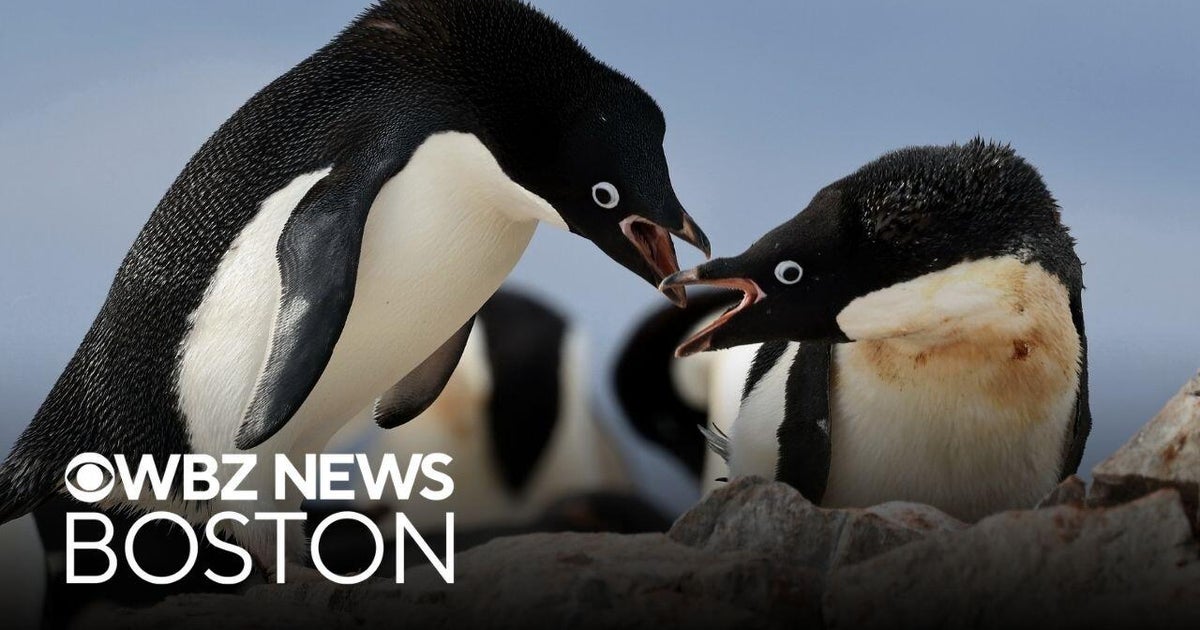 How climate change is impacting penguin breeding in Antarctica