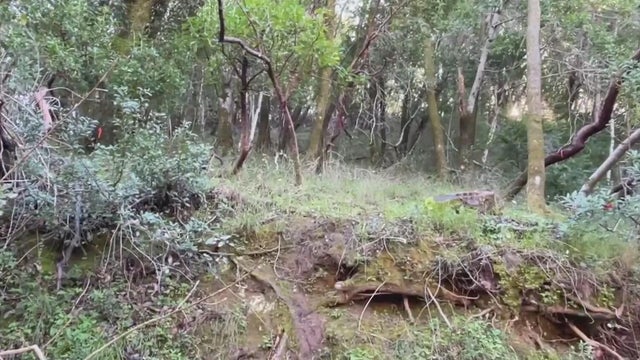 A wooded area with dozens of trees 