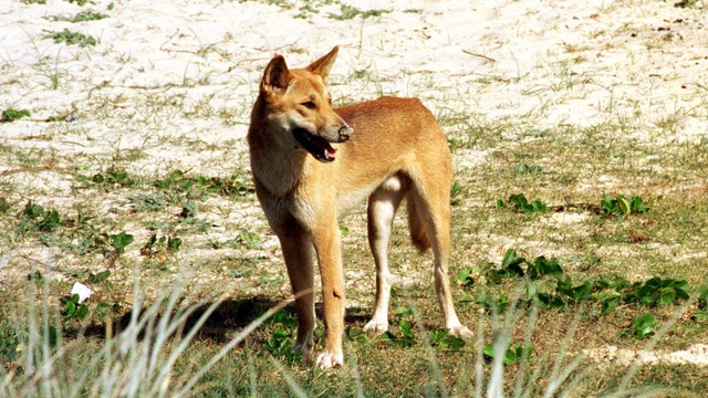 Dingo in a beach 
