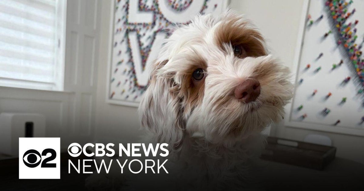 Car stolen with family's new dog inside in Florham Park, N.J.