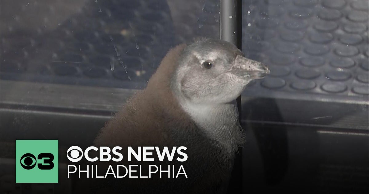 Cuteness alert! Adventure Aquarium announces name of new baby penguin
