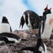 Warming temps force some Antarctic penguins to breed earlier, study finds