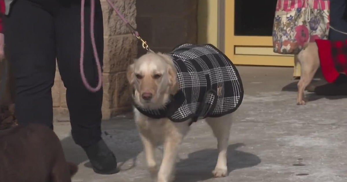 What is Libre's Law? How it protects dogs in Pennsylvania from the cold